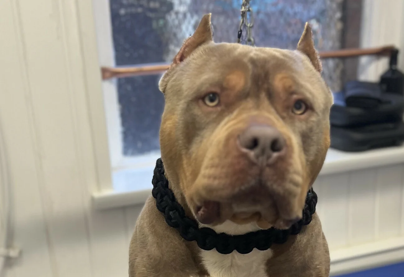 american bully pies