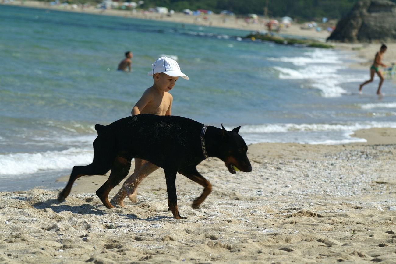 dziecko i pies na plaży