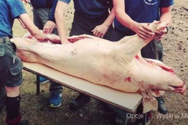 Dzieci na obozie harcerskim uczą się doprawiać świnię.