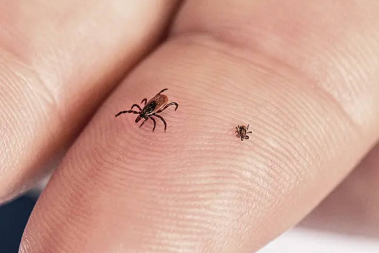 Kleszcz i jego nimfa na dłoni. Kleszcz i jego nimfa na dłoni.