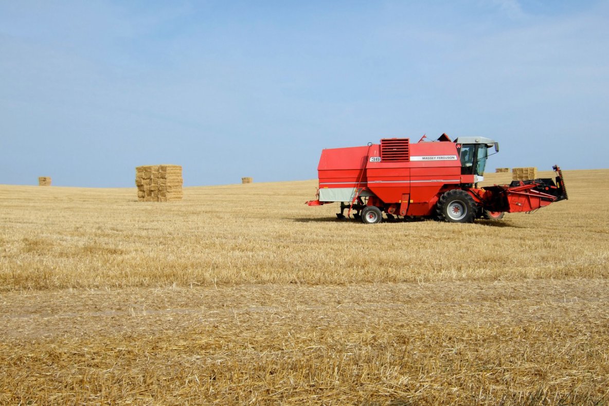 Dzieci pracujące na wsi. Jak wygląda praca dzieci w czasie wakacji?