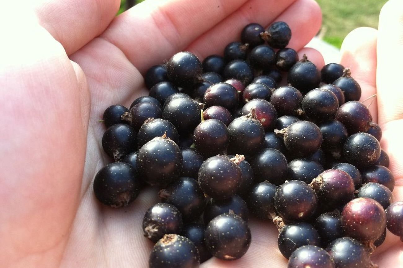 Czarna porzeczka ma wiele właściwości prozdrowotnych