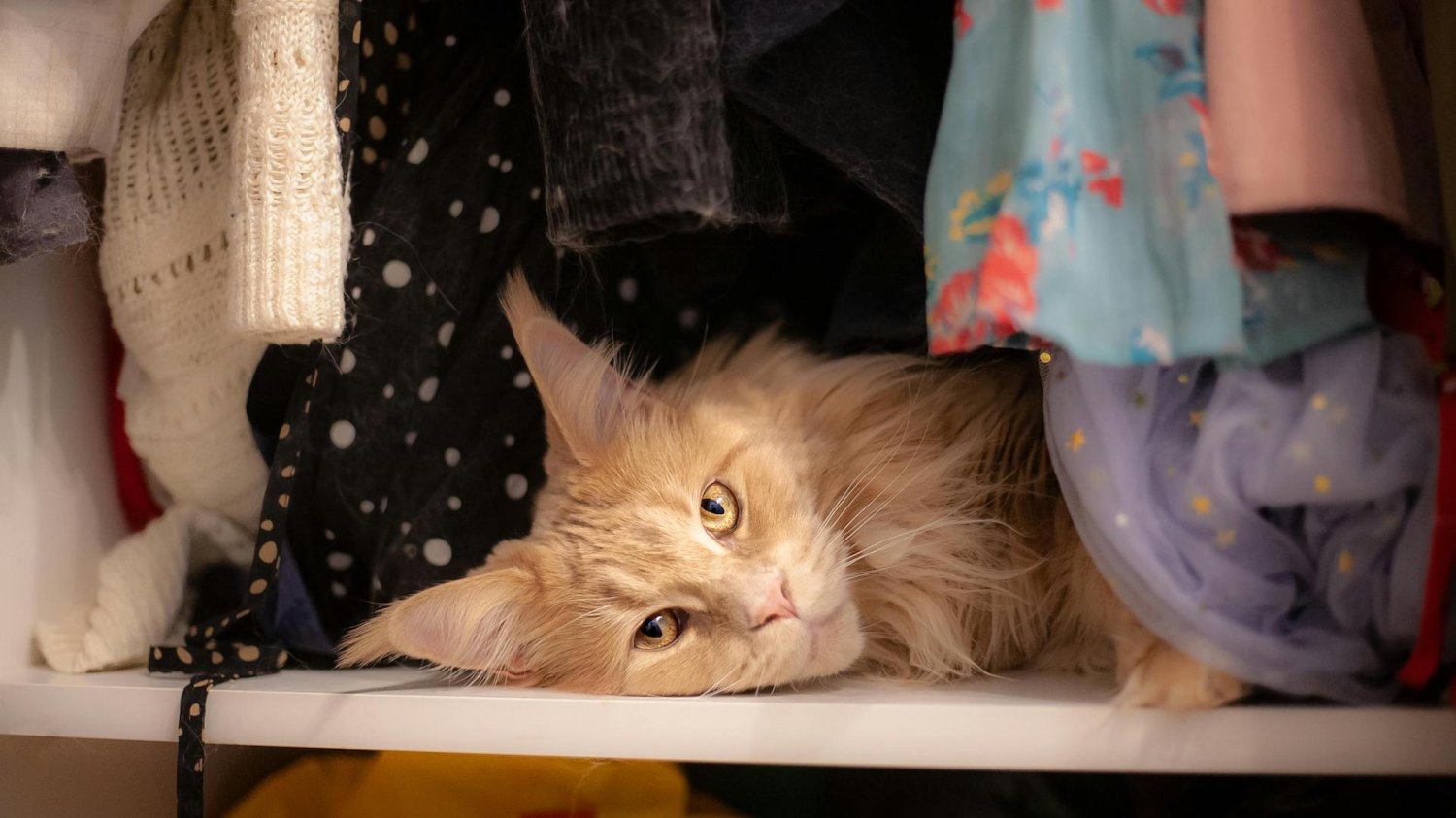kot rasy Maine Coon