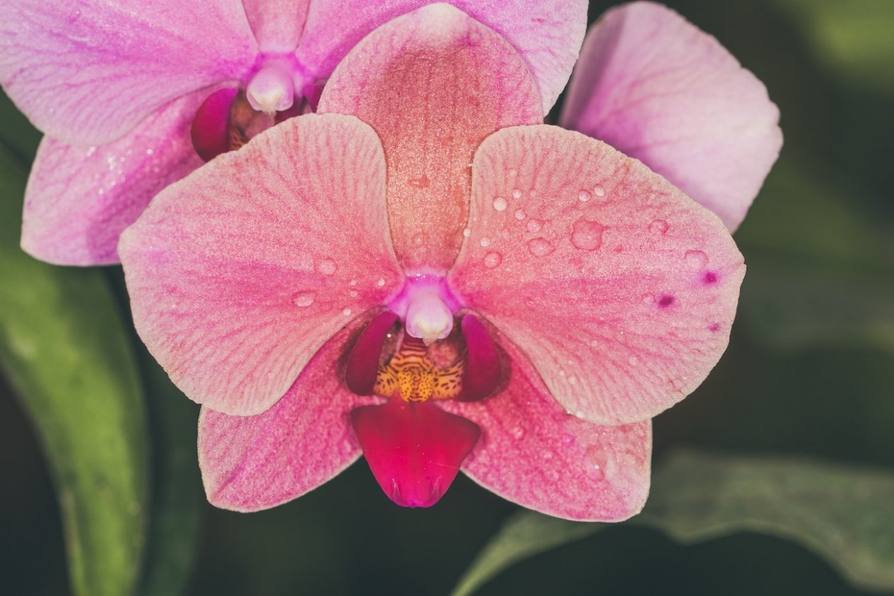 orchidea symbol wwo