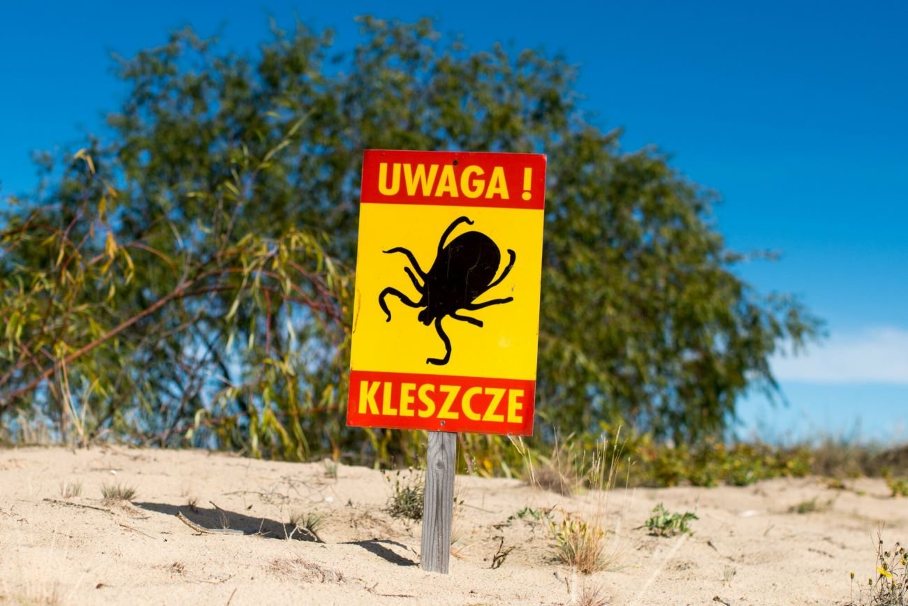 Boreliozą od kleszczy można zarazić się przez ugryzienie - w tym roku co 5 pajęczak jest nosicielem tej choroby.