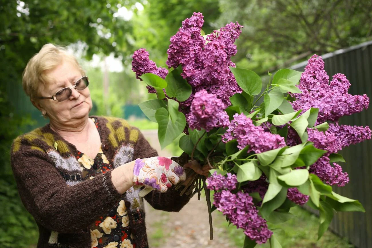 bez, lilak, zrywanie bzu, zapach bzu, majowe kwiaty, jak zrywać bez, czy można zrywać bez