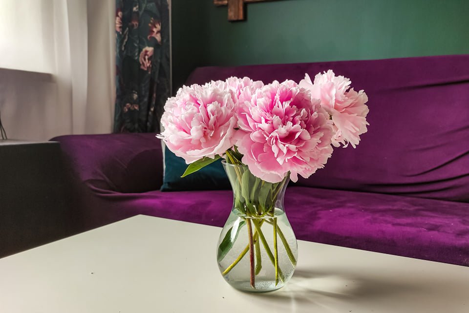 Różowe piwonie peonie w wazonie