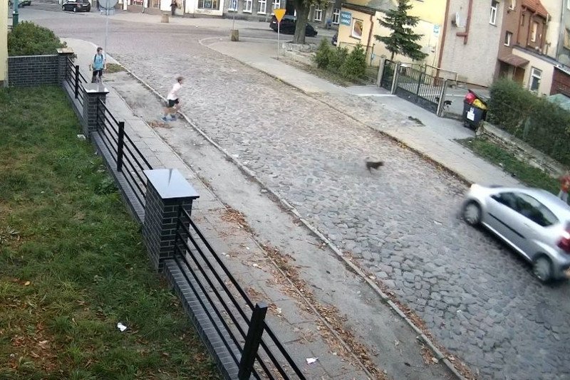 Kobieta w Gdańsku potrąciła szczeniaka i uciekła