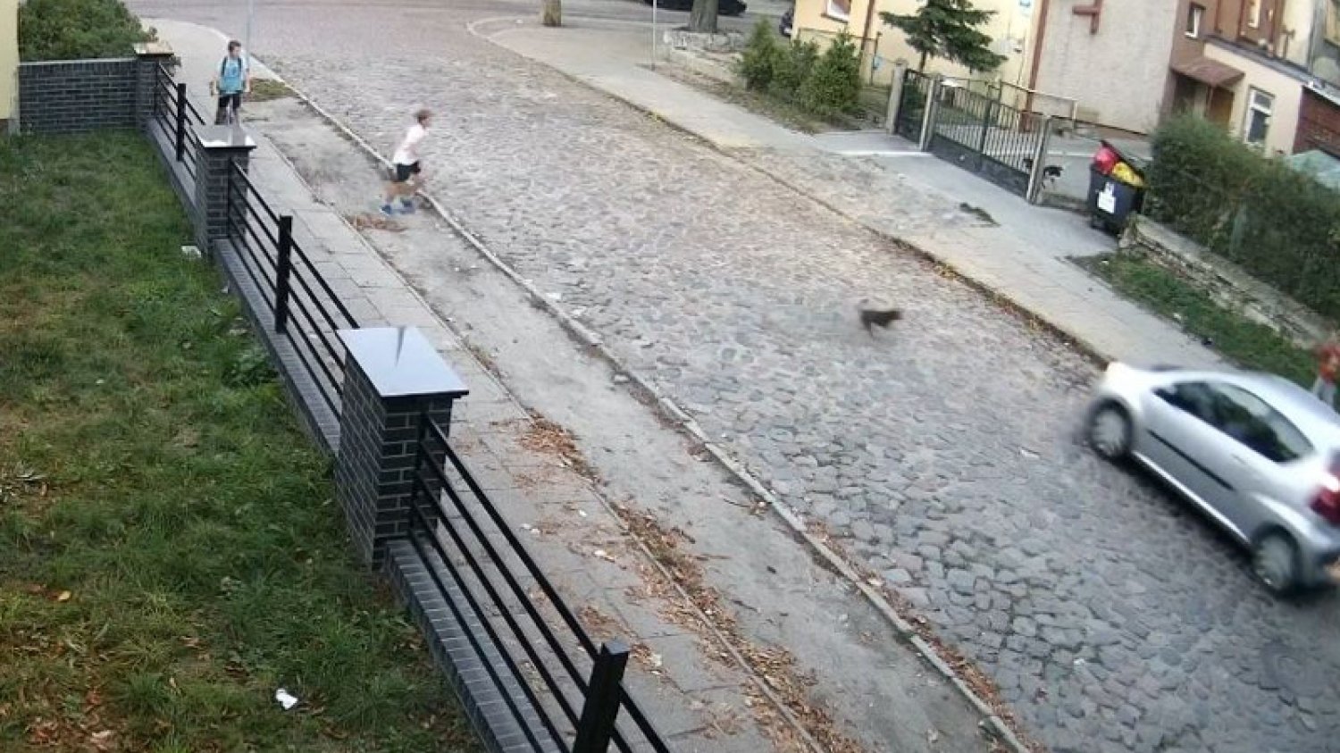 Kobieta w Gdańsku potrąciła szczeniaka i uciekła