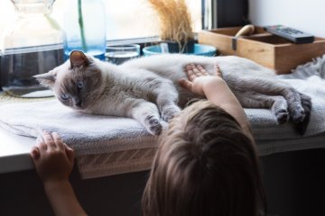 Alergia na kota