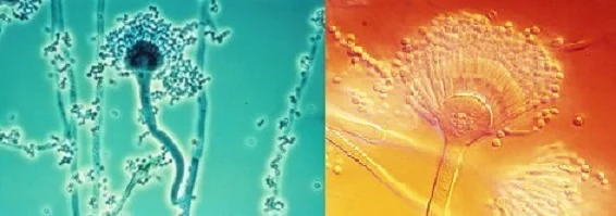 Aspergillus terreus, Aspergillus fumigatus