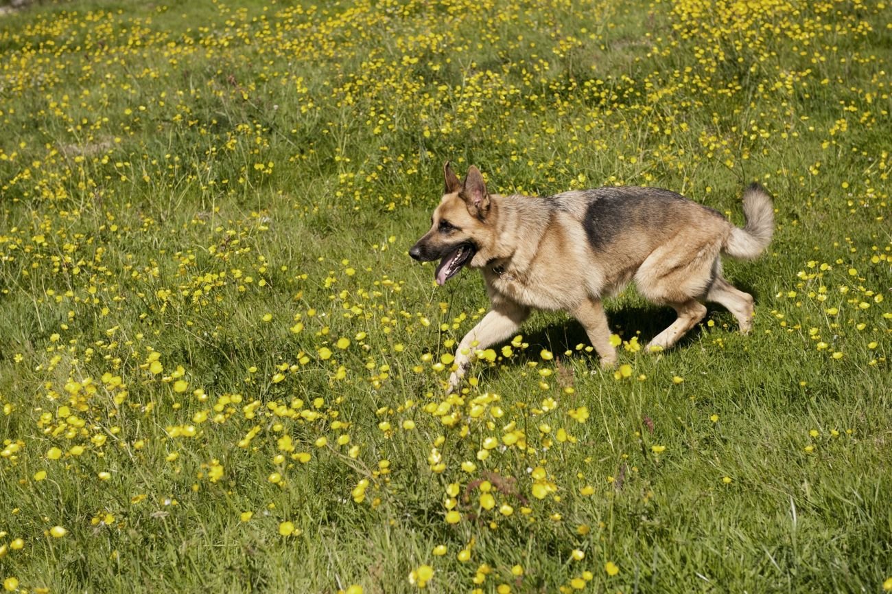 psy bez smyczy a dziecko