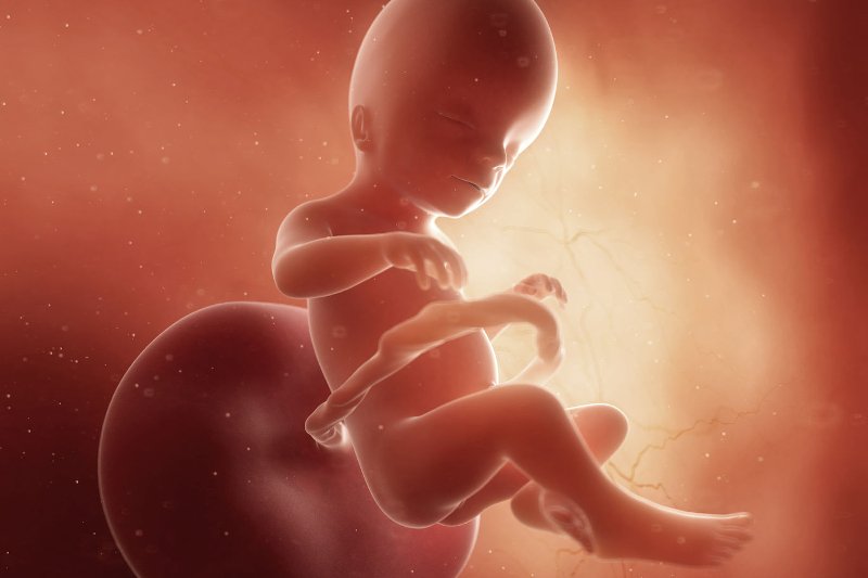 Płód w 20 tygodniu ciąży.