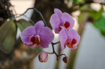 storczyki, orchidee, podlewanie kwiatów, rośliny domowe, rośliny doniczkowe, jak podlewać storczyki, domowe triki