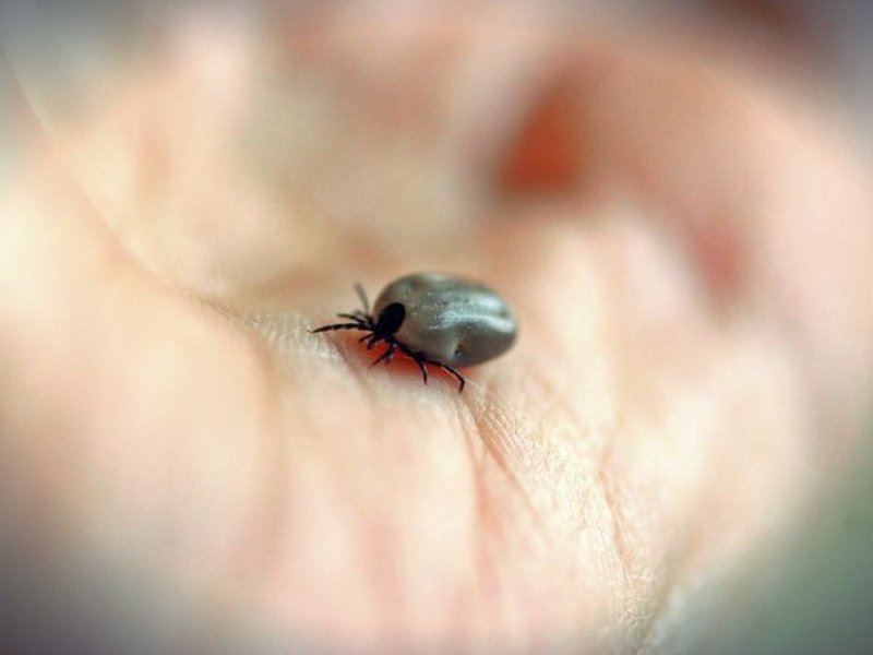 Jak się pozbyć kleszczy z ogrodu? Jest naturalny sposób