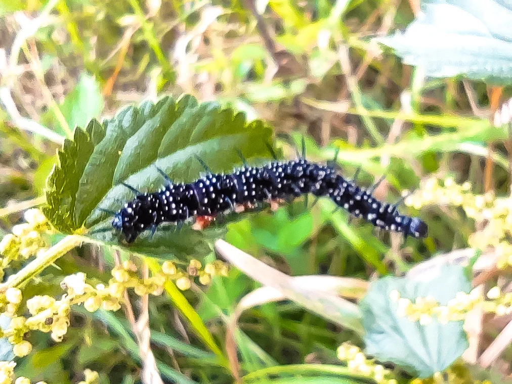 Czarne, obsypane brokatem larwy prezentują się bardzo elegancko.