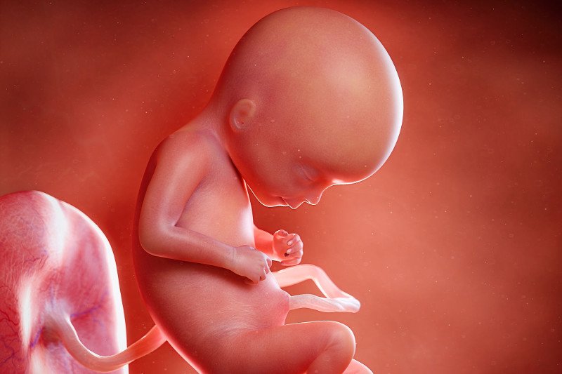 Jak wygląda dziecko w 17 tygodniu ciąży?