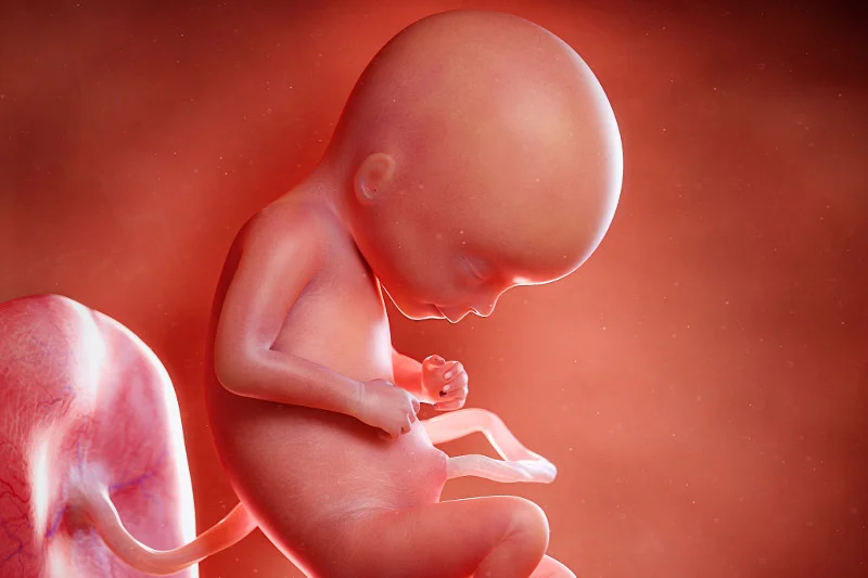 Jak wygląda dziecko w 17 tygodniu ciąży?