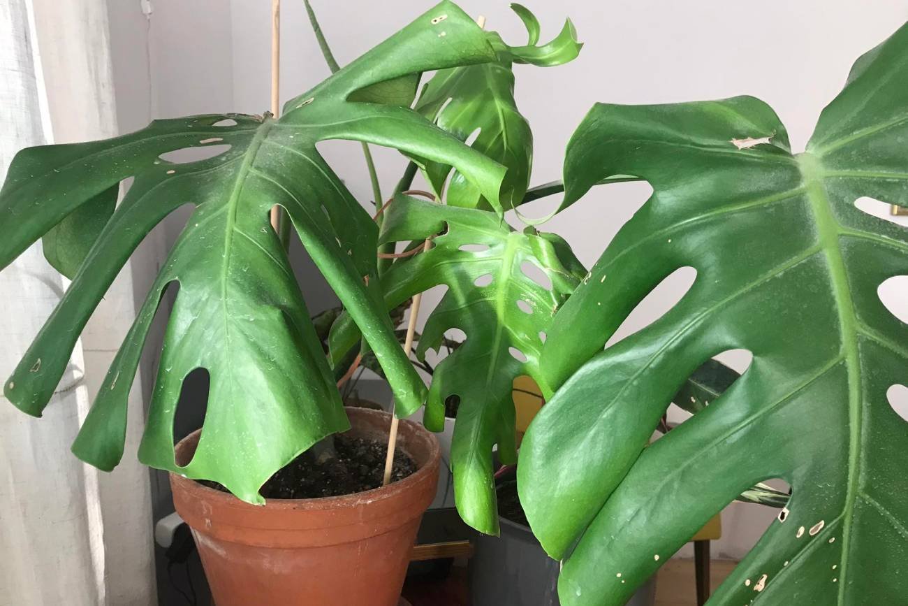 monstera, te liście, rośliny doniczkowe, pofalowane liście monstery, pielęgnacja kwiatów doniczkowych