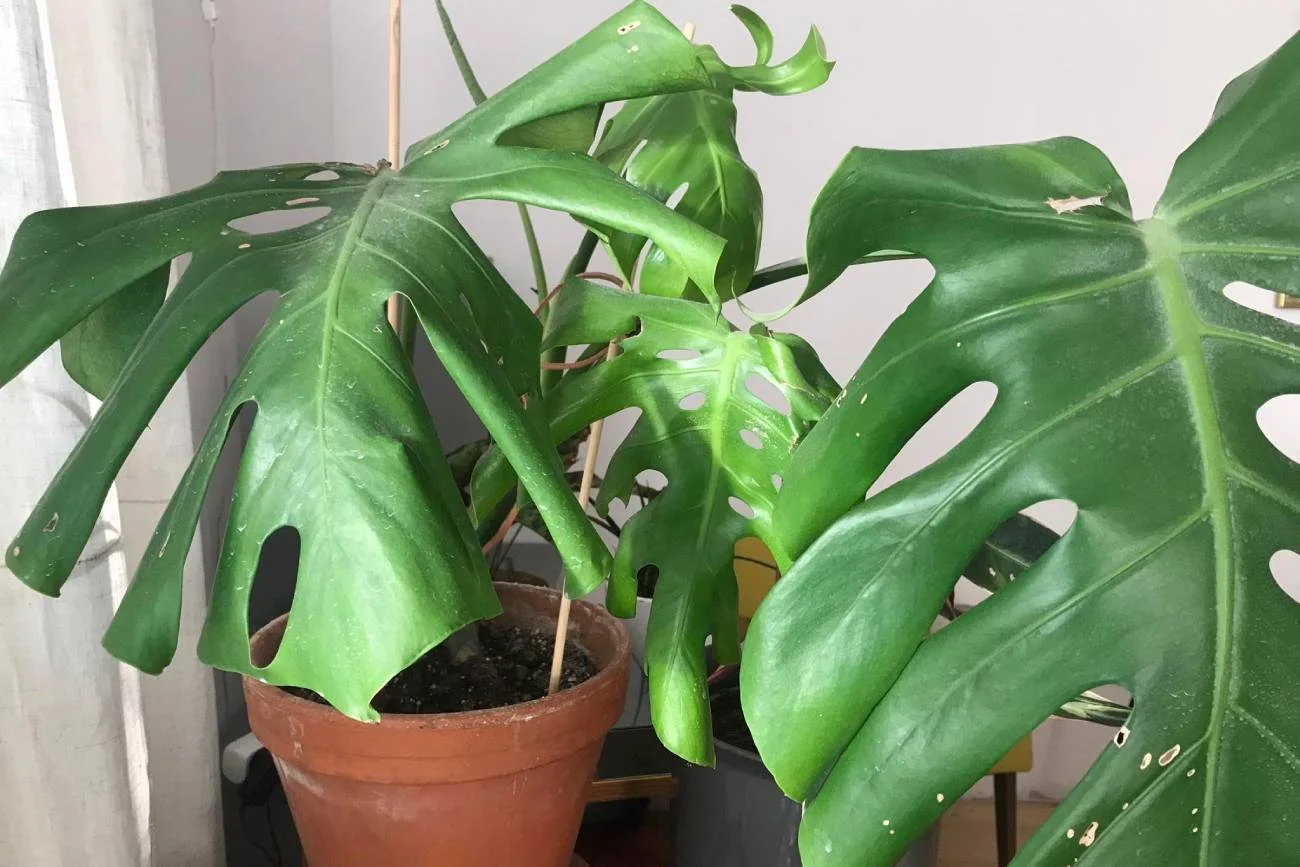 monstera, te liście, rośliny doniczkowe, pofalowane liście monstery, pielęgnacja kwiatów doniczkowych