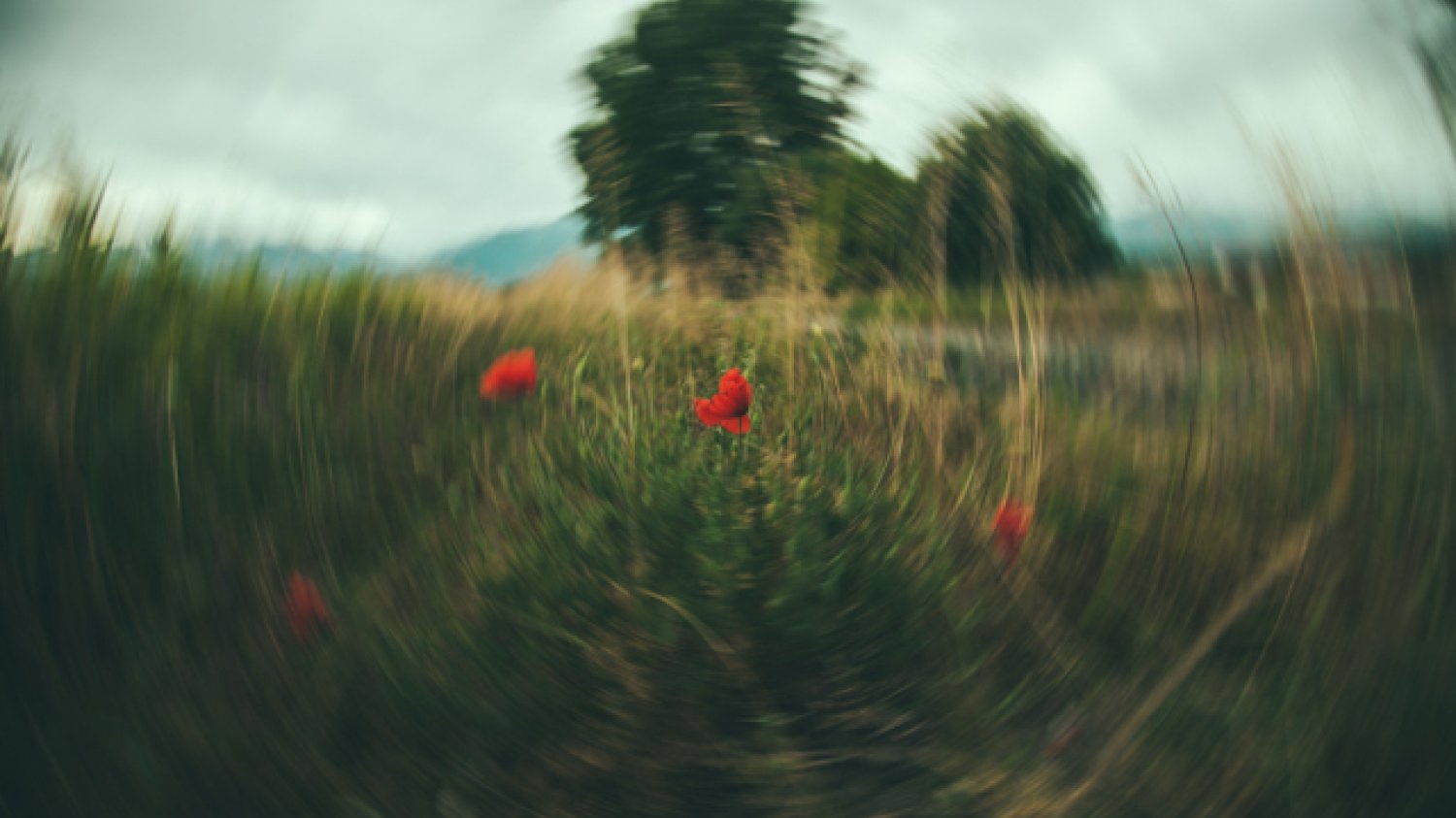 Fot. [url=http://www.splitshire.com/vortex-flower/]Splitshire[/url] / [url=http://www.splitshire.com/about/]Daniel Nanescu[/url]