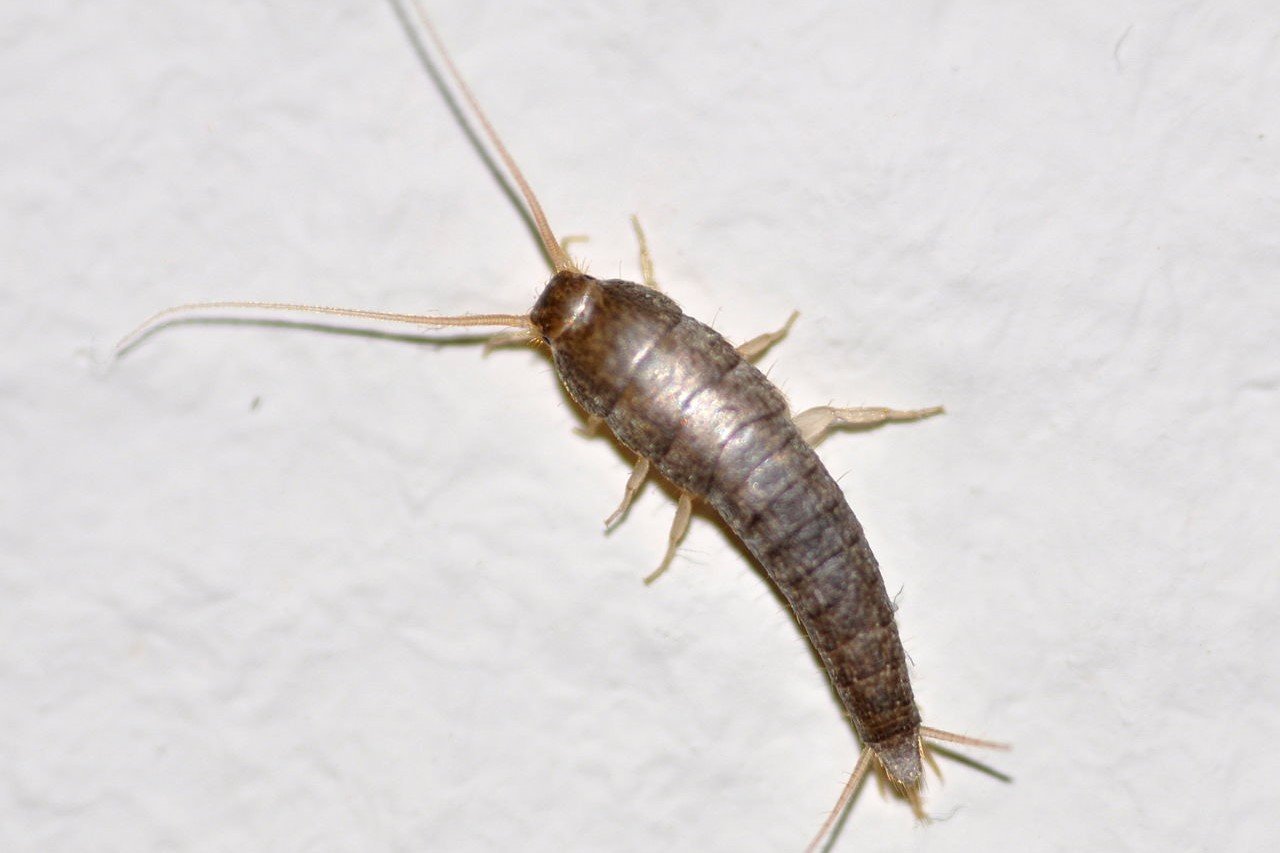 Rybik cukrowy, srebrzyk silverfish