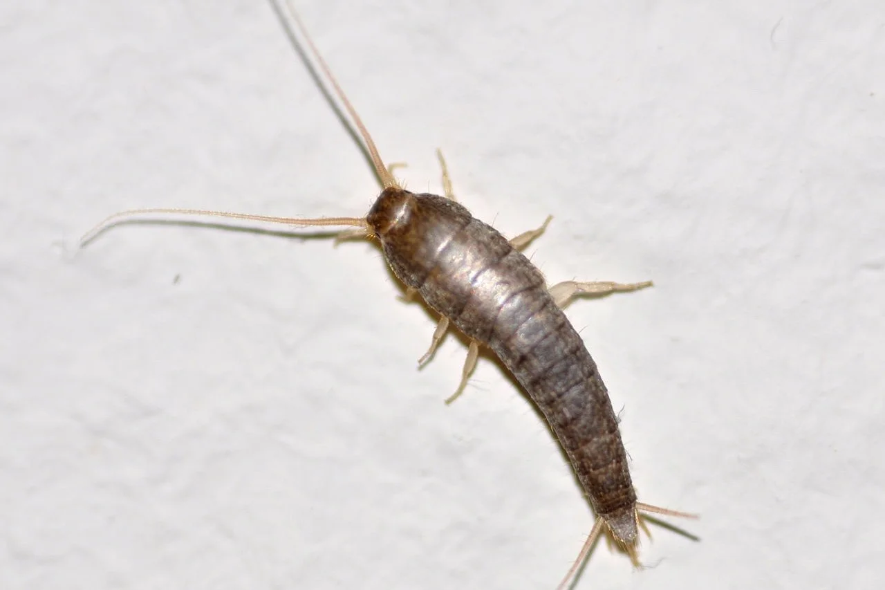 Rybik cukrowy, srebrzyk silverfish