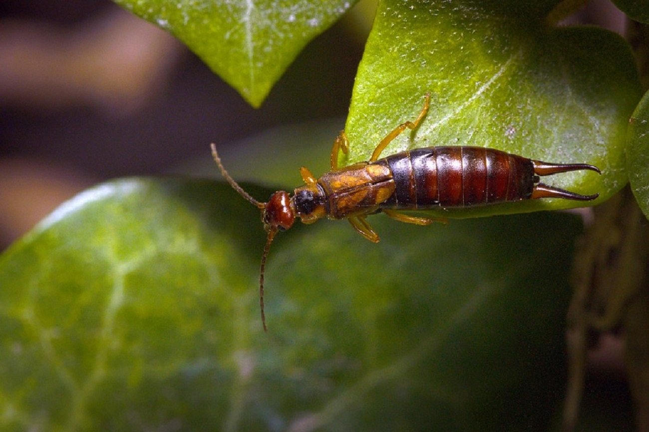 Skorek pospolity, szczypawka