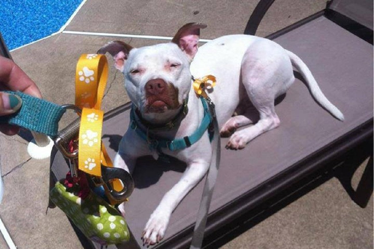 Pies z żółtą kokardą - co to znaczy?