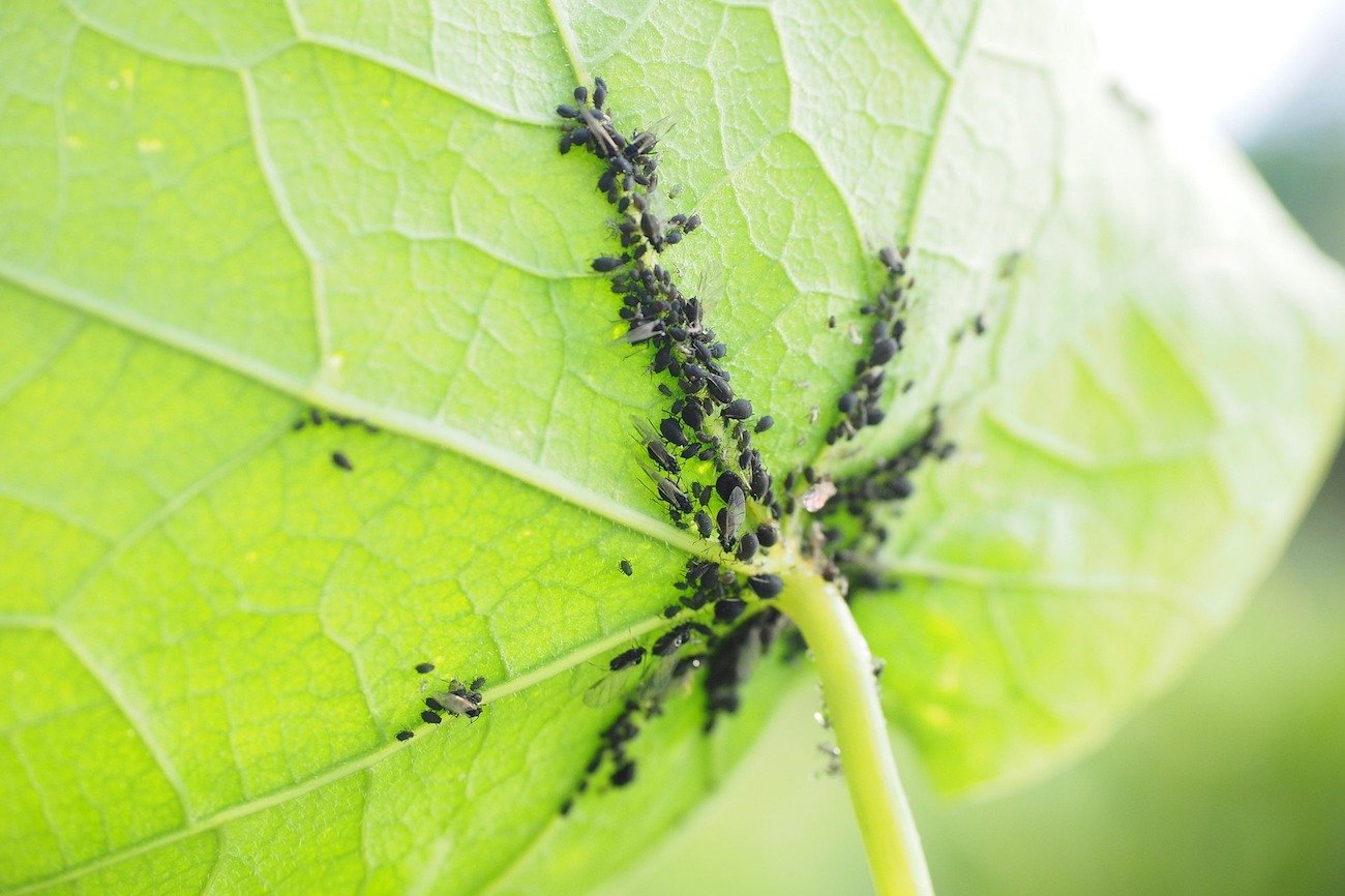 Zapomnij o żrącej chemii. Ten prosty składnik z kuchni pokona mszyce