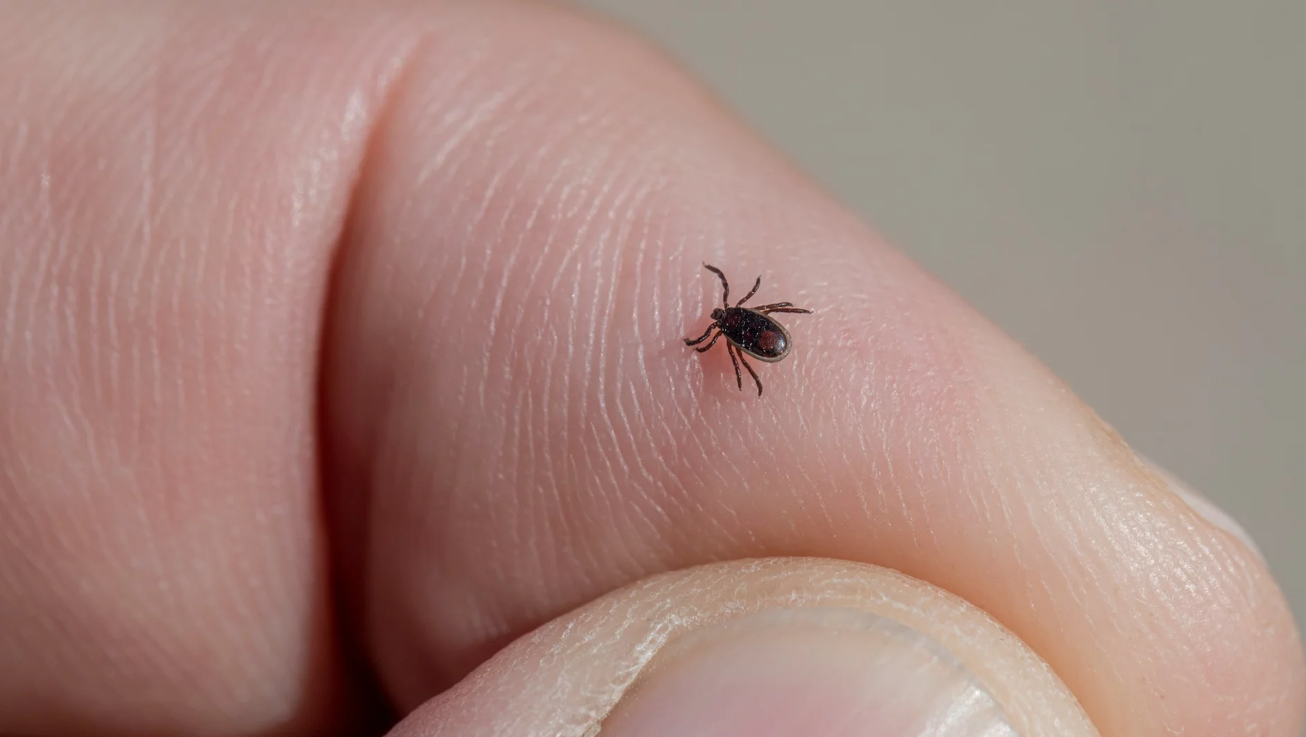 Kleszcze weszły do mieszkania. 5 miejsc, których nie sprawdzasz, a powinieneś