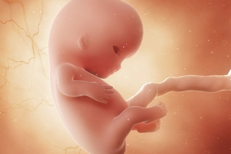 9 tydzień ciąży: zarodek