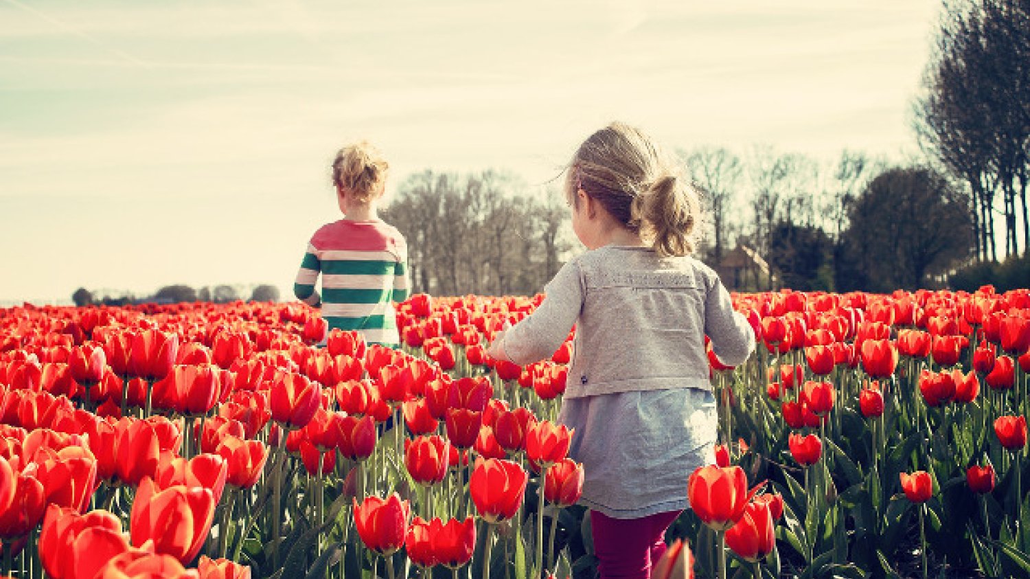 Fot. Pixabay / [url=https://pixabay.com/pl/dziewczyny-dzieci-tulipany-holandia-739071/]benscherjon[/url] / [url=https://pixabay.com/pl/service/terms/#usage]CC0 Public Domain[/url]