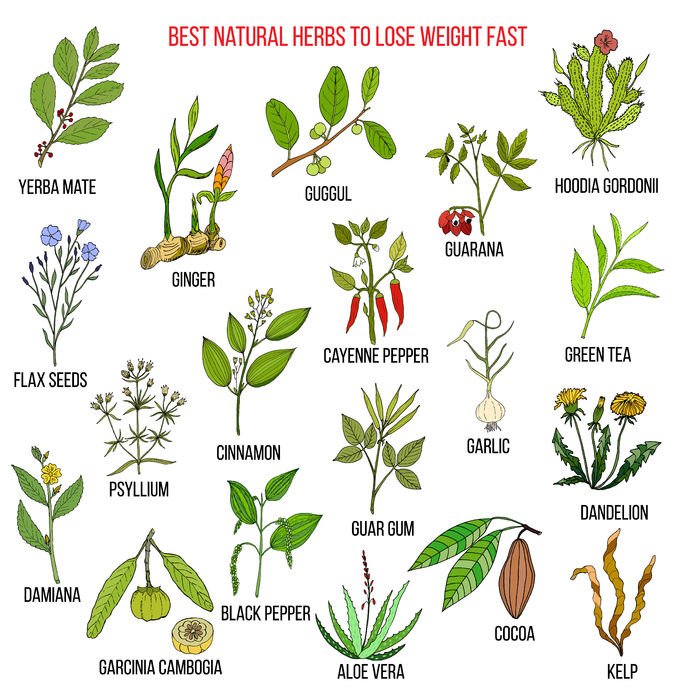 Damiana jest wymieniana wśród najlepszych naturalnych roślin. Zajmuje miejsce obok takich sław jak czosnek, imbir, yerba mate, zielona herbata czy aloes.