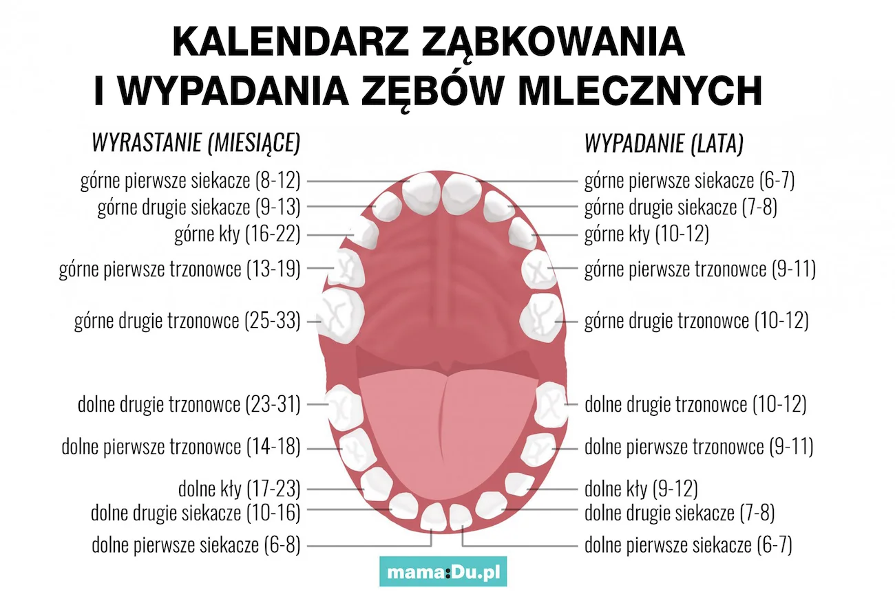 Kalendarz ząbkowania pokazuje kolejność wychodzenia zębów u dziecka.