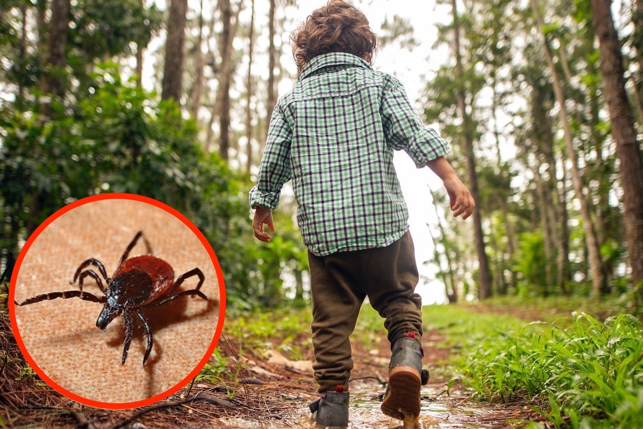 Babeszjoza: choroba przenoszona przez kleszcze