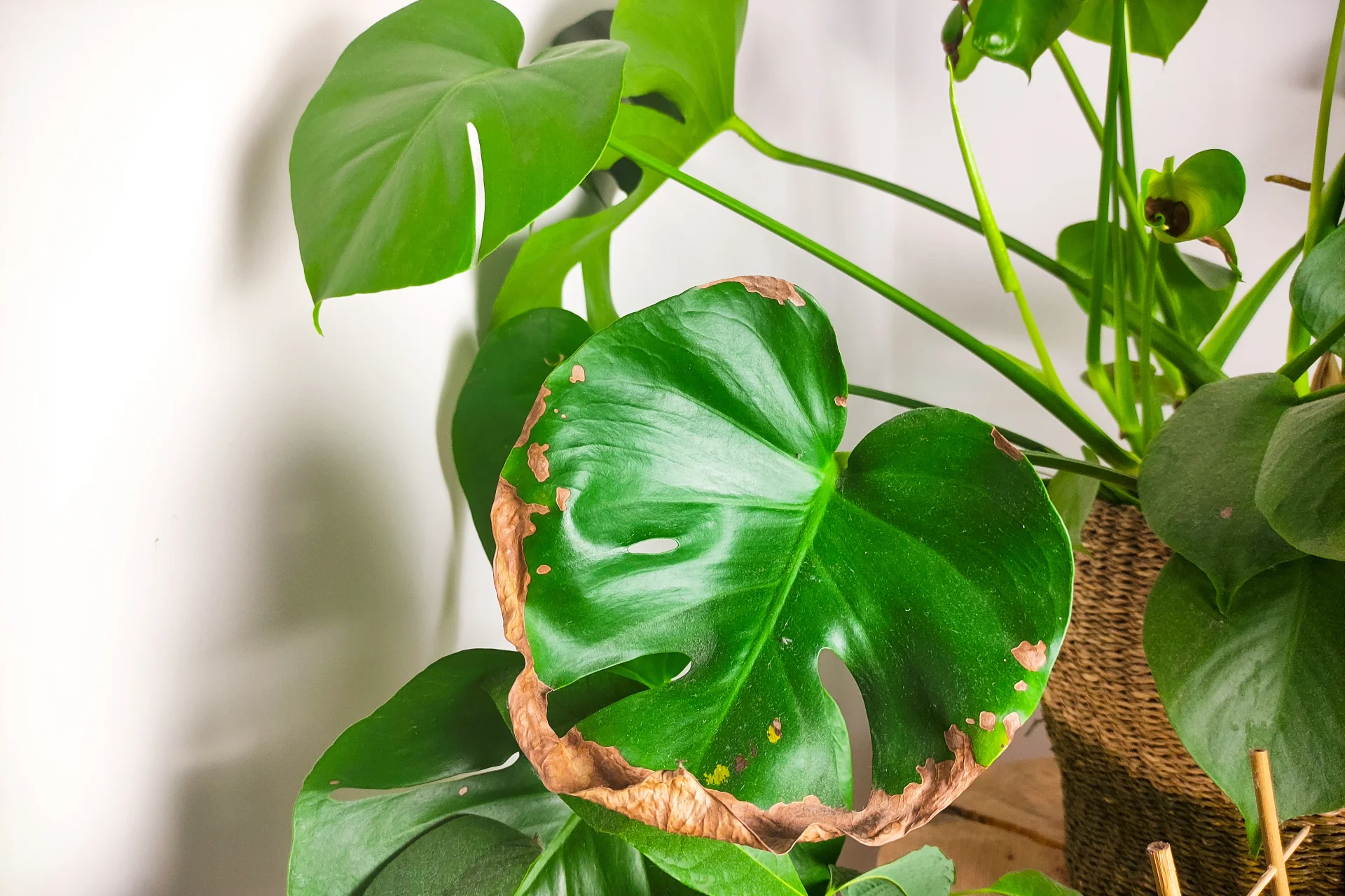 Monstera choruje z braku słońca