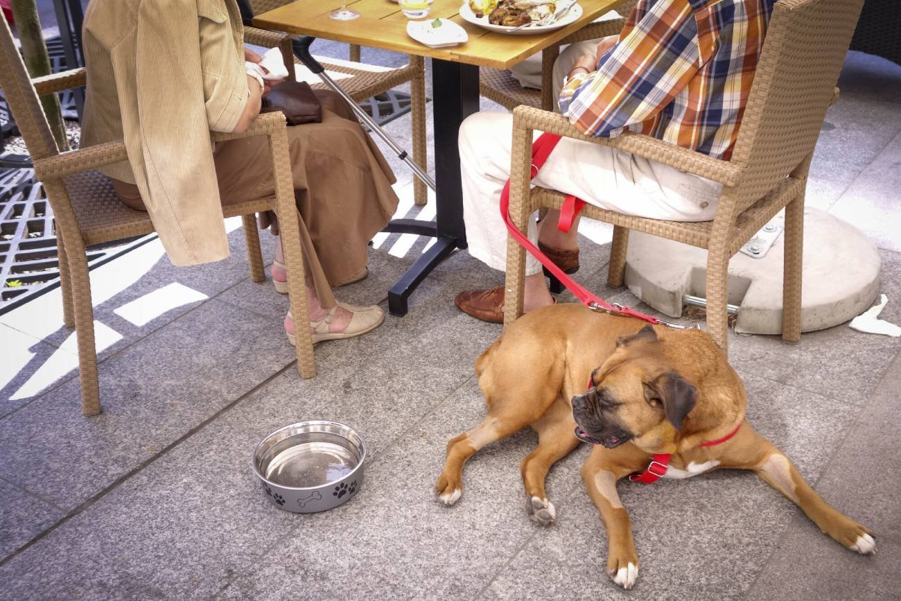 Pies leży pod stołem w kawiarni i odpoczywa.