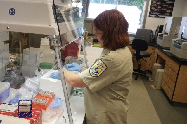 Fot. Flickr/[url=https://www.flickr.com/photos/usfwspacific/16689376878/]USFWS - Pacific Region[/url] / [url=http://bit.ly/mamadu]CC BY[/url]