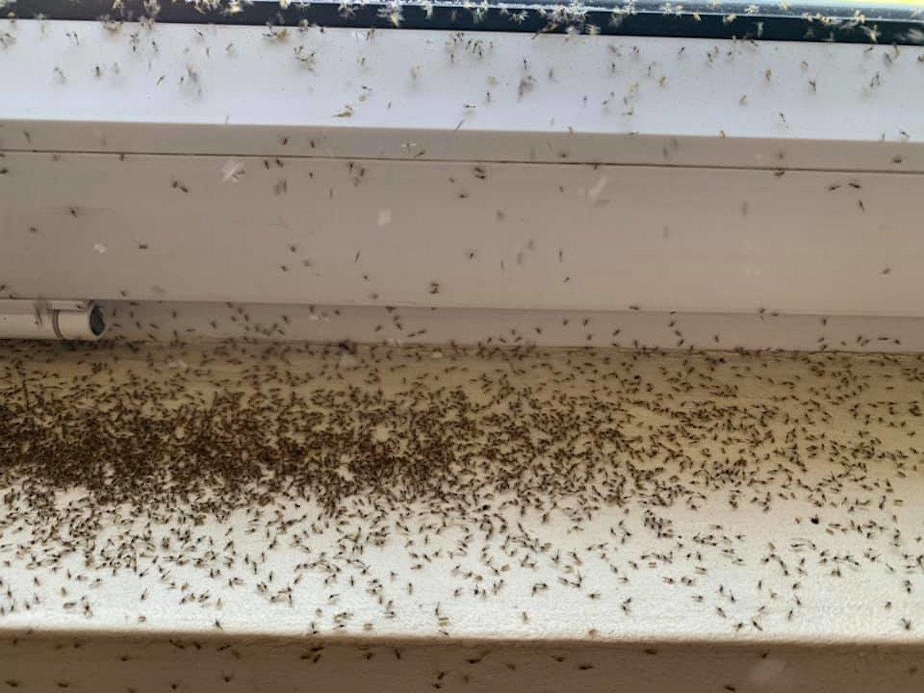 Setki martwych owadów na parapecie. Czerwiec to okres inwazji tych insektów