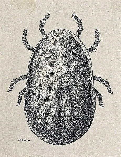 Obrzeżek gołębi