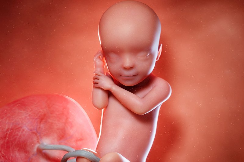 płód w 30 tygodniu ciąży