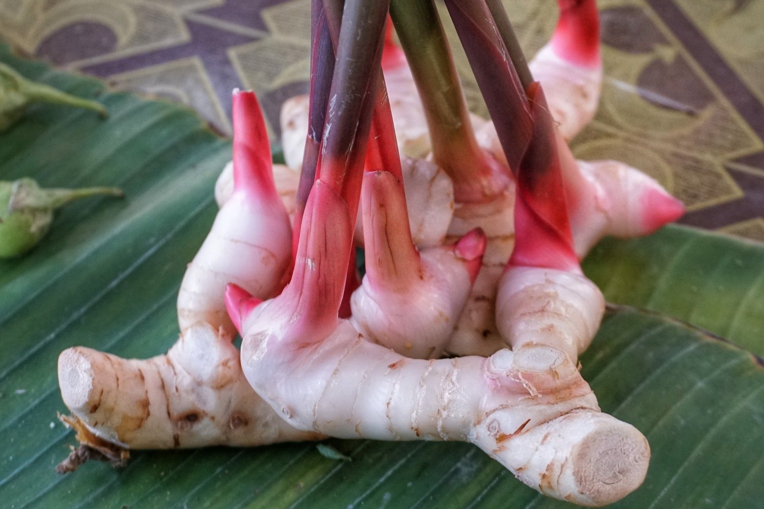 Galangal