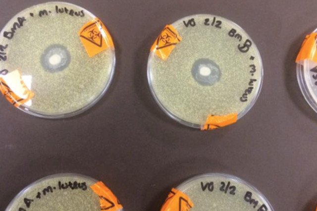 Vcky Greene jest studentką mikrobiologii.  Wykonała eksperyment, którego wyniki zachwycają matki na całym świecie.