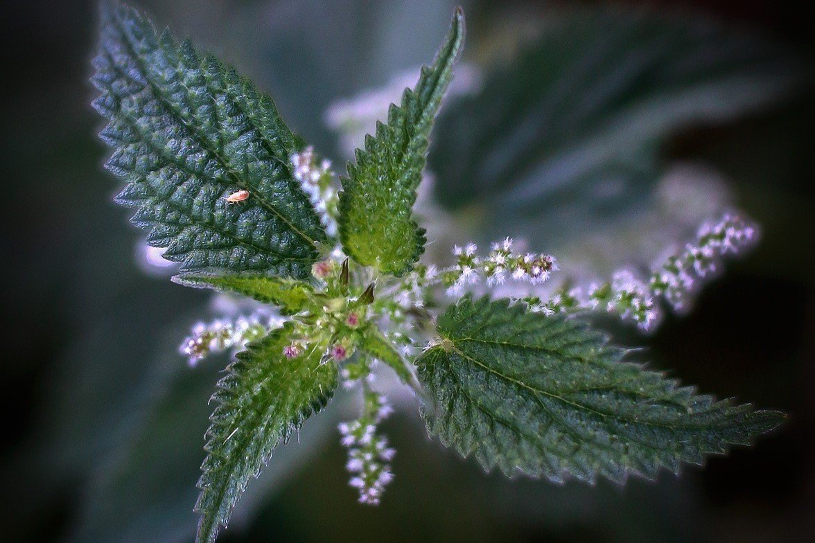 Poparzenie pokrzywą: na co pomaga, uczulenie na pokrzywę, jak łagodzić skutki poparzenia.