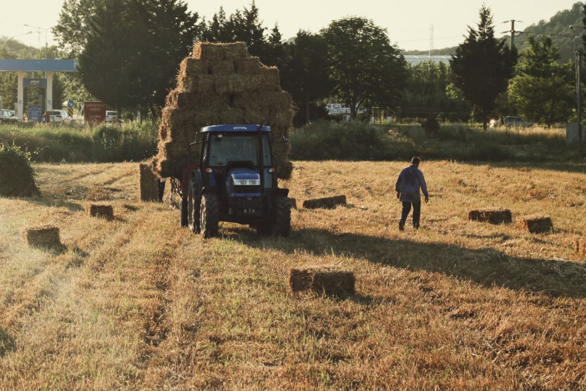 Dzieci pracujące na wsi. Jak wygląda praca dzieci w czasie wakacji?