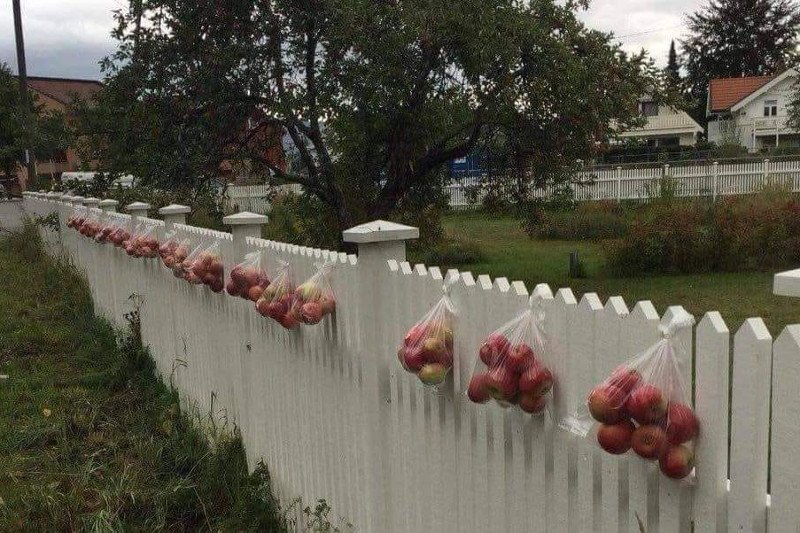 Co oznaczają jabłka wywieszone na płocie?