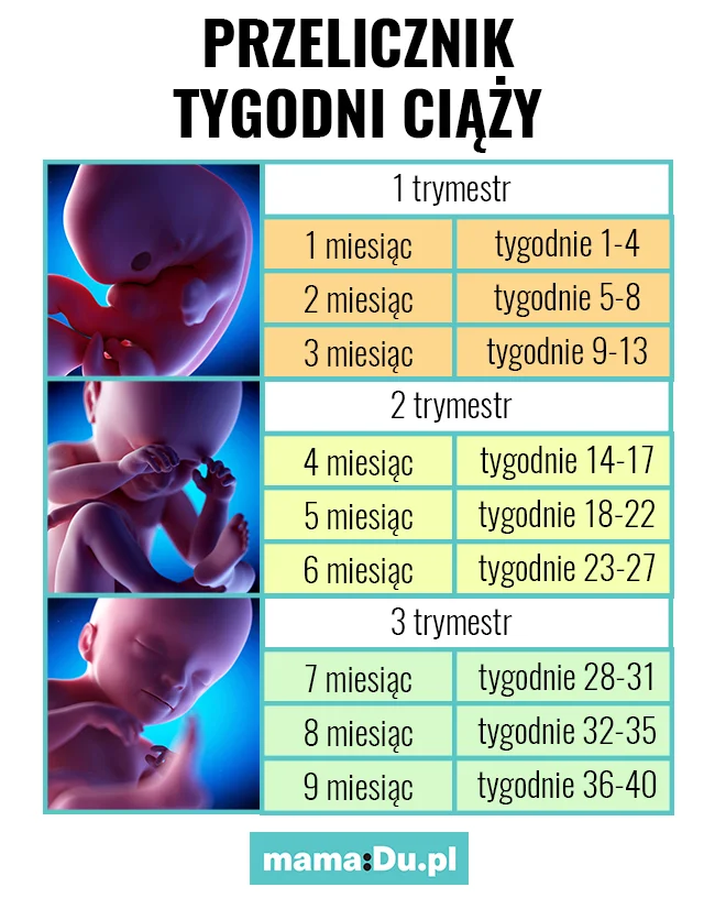 jak przeliczyć tygodnie ciąży na miesiące [TABELKA]