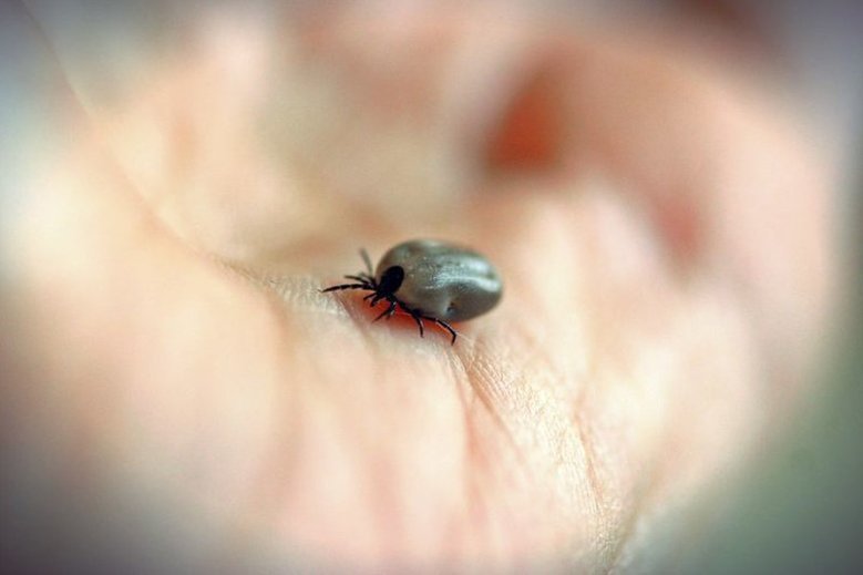 Niektóre firmy oferujące "badanie kleszcza" żerują na niewiedzy i lęku przed boreliozą