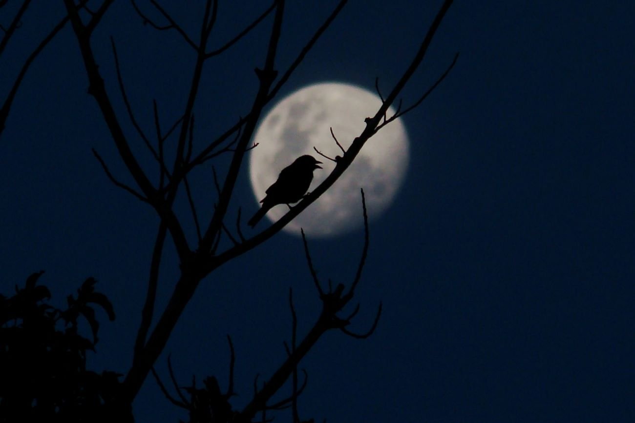 Pełnia Śnieżnego Księżyca